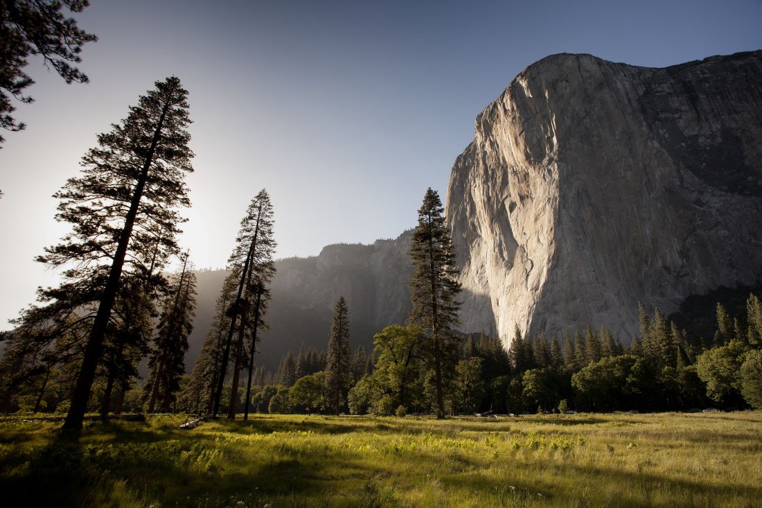View from the ground looking up at El Capitan in Yosemite National Park. It's a sheer cliff face bathed in late afternoon sunlight with a grassy meadow and a few skinny pine trees in the foreground.