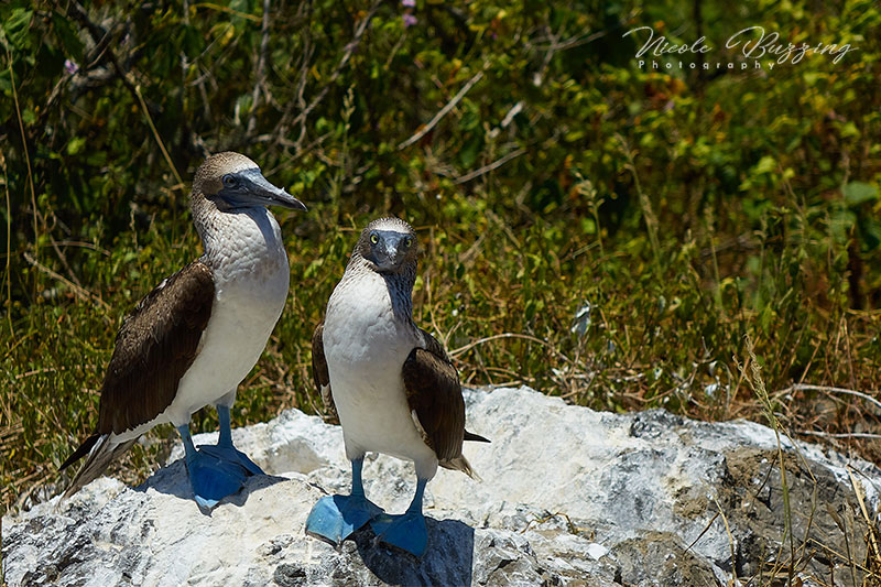 Blue footed boobies on Isla de la Plata Galapagos Ecuador -- travel photo by Nicole Buzzing for Wanderful