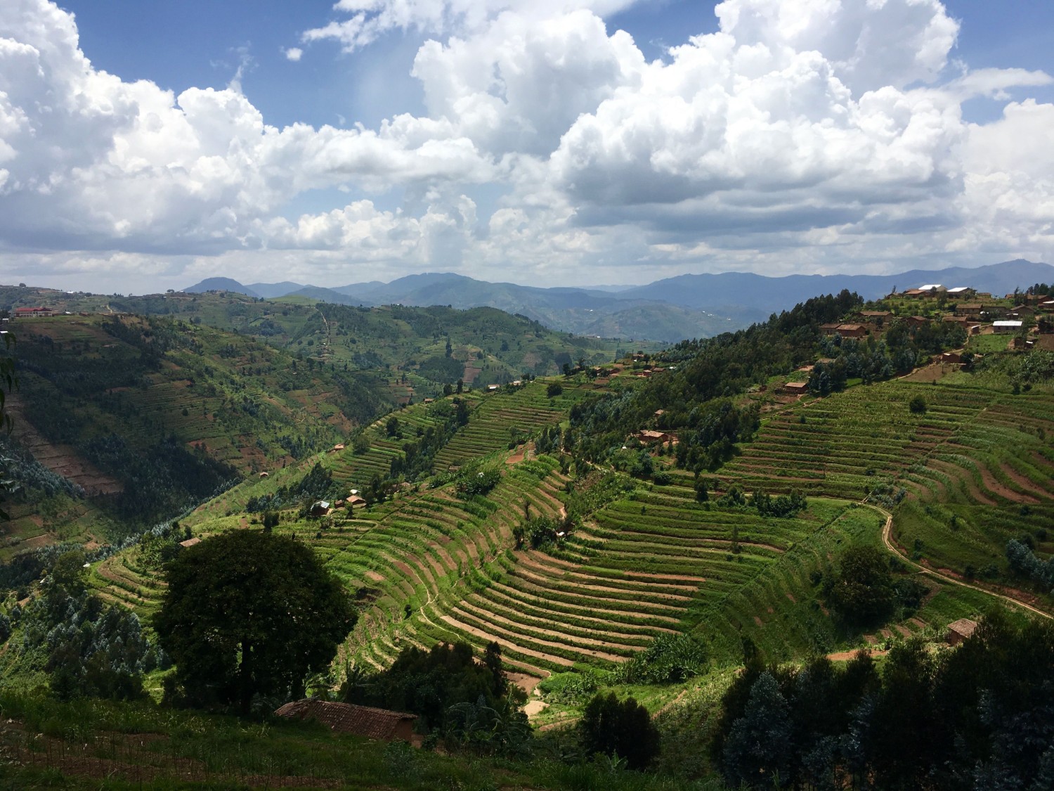 Terraced fields of Rwanda