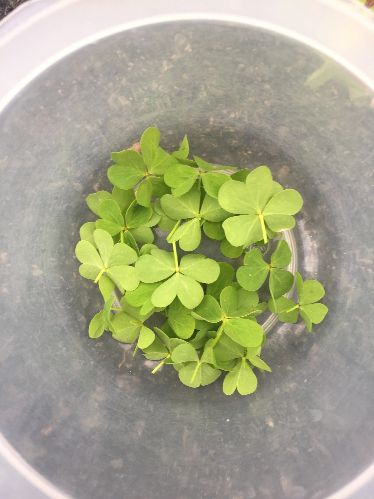 Wood Sorrel collected in a bowl