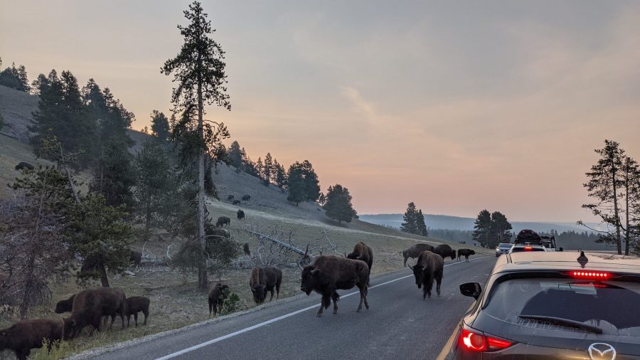 Bison cross the road in front of cars in Yellowstone National Park