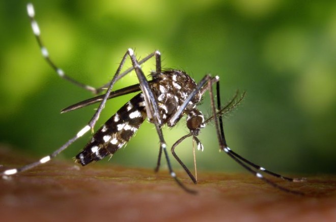 Zika virus